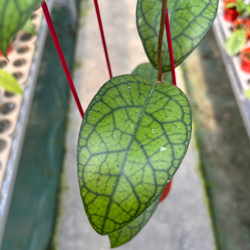 Hoya Callistophylla x Tanggamus