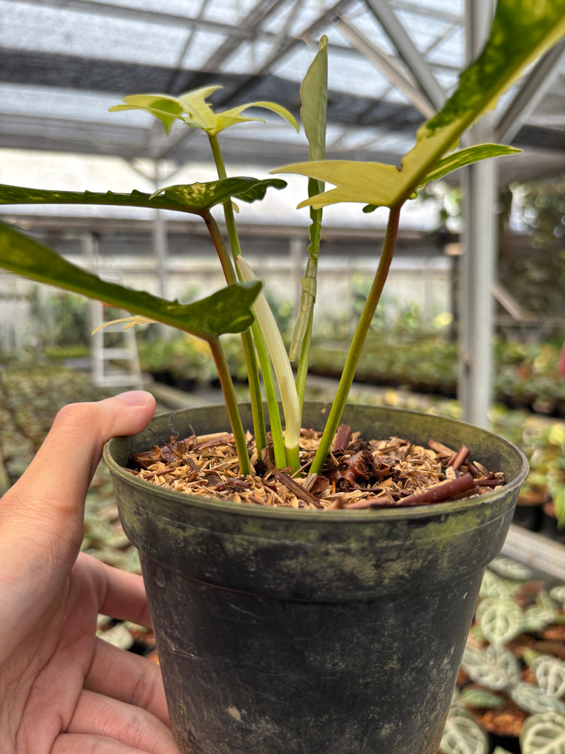 Philodendron Florida Beauty x Joepii