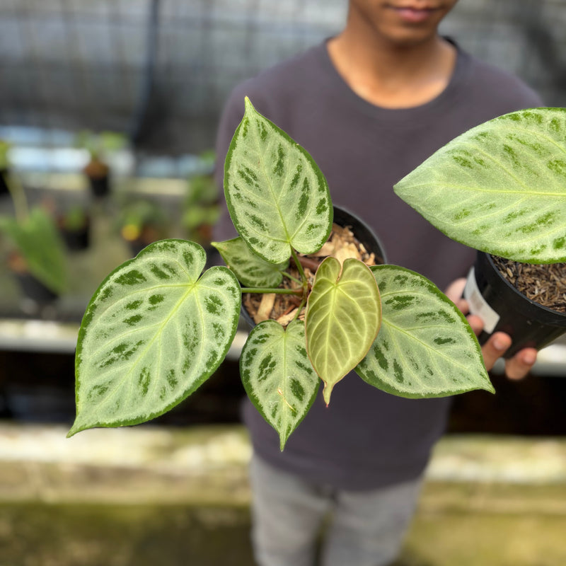 FS49-9 Anthurium Silver Chrome Full Silver (2 pcs)