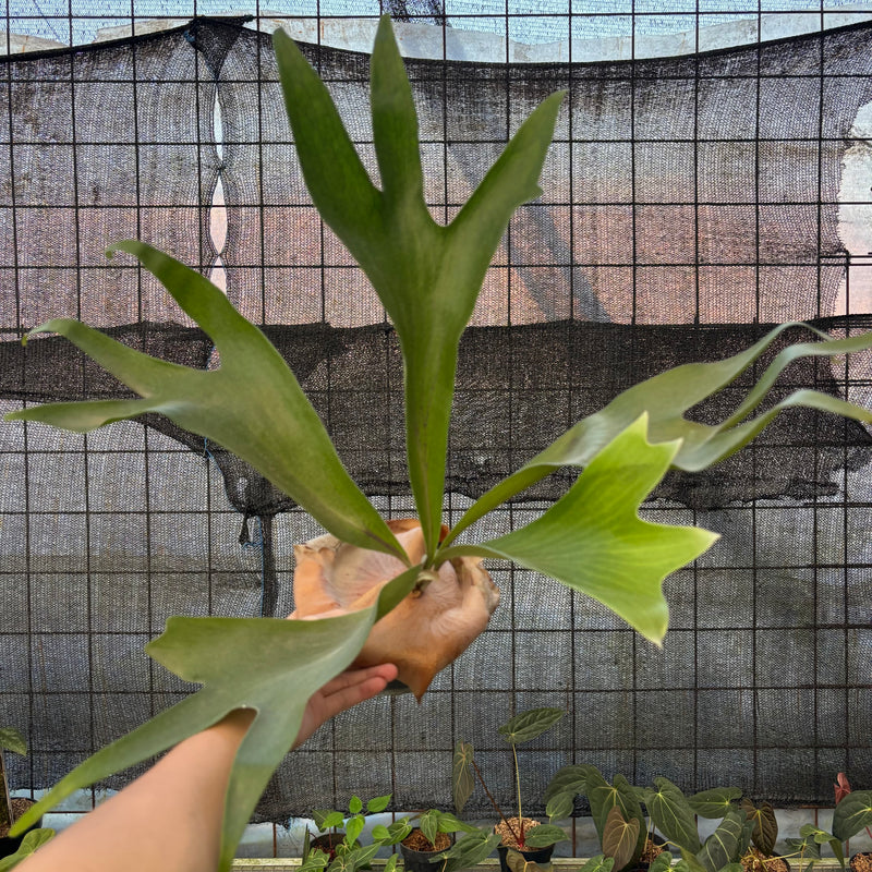 FS68-9 Platycerium Walichii
