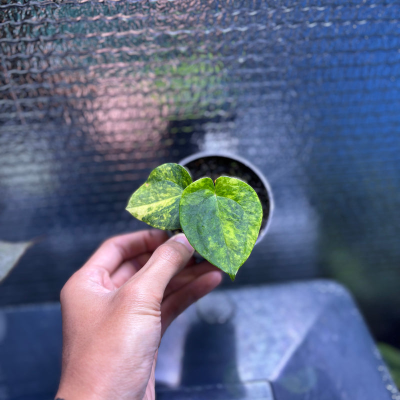 FS77-9 Anthurium KOS x AOS Variegated