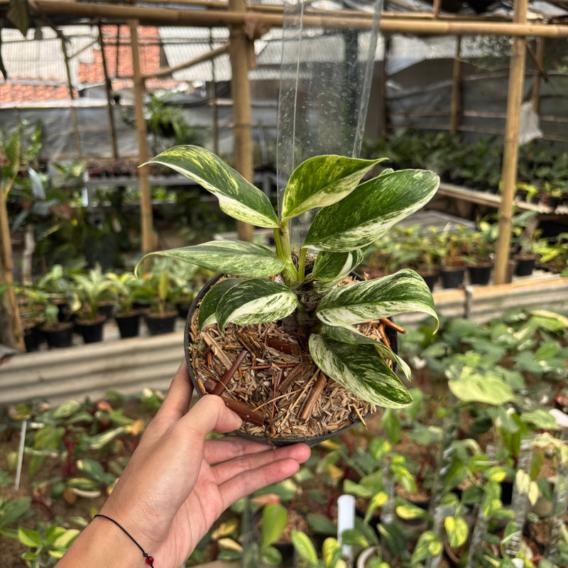 Rhaphidophora Elliptifolia Variegated