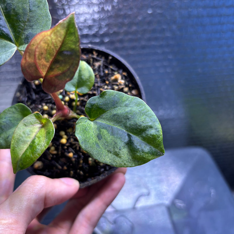 FS78-10 Anthurium FS x RVDP Variegated Mint