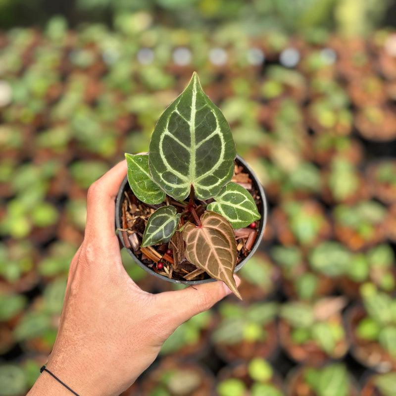 Anthurium Red Crystallinum (HU) 01 x Red Tiger