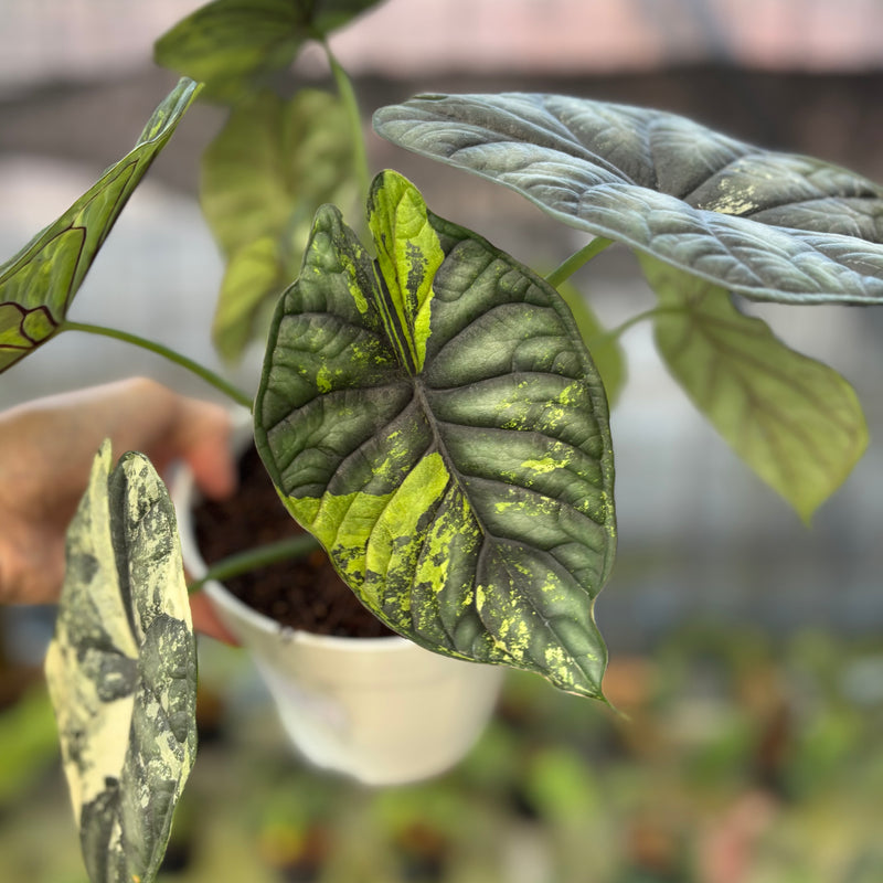 FS65-9 Alocasia Dragon Scale Variegated Mature Size