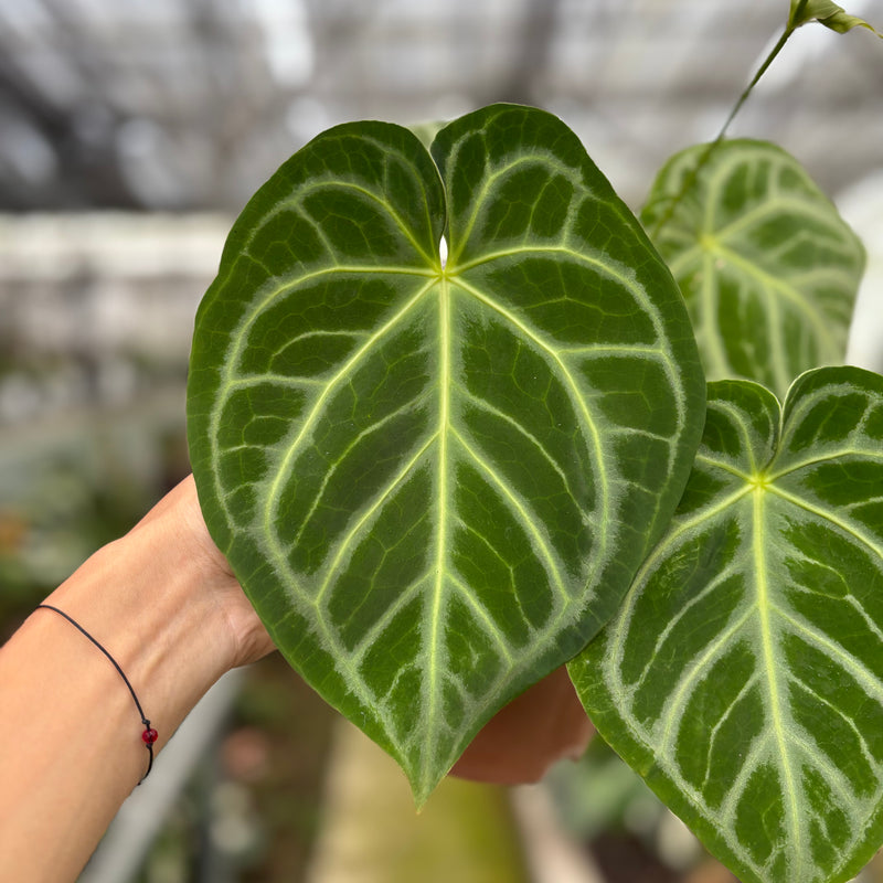 FS60-10	Anthurium Crystallinum x Domino