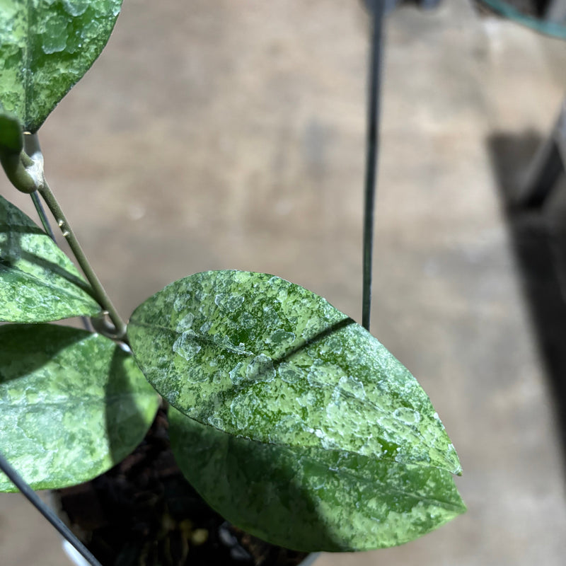 Hoya Finlaysonii Pangga