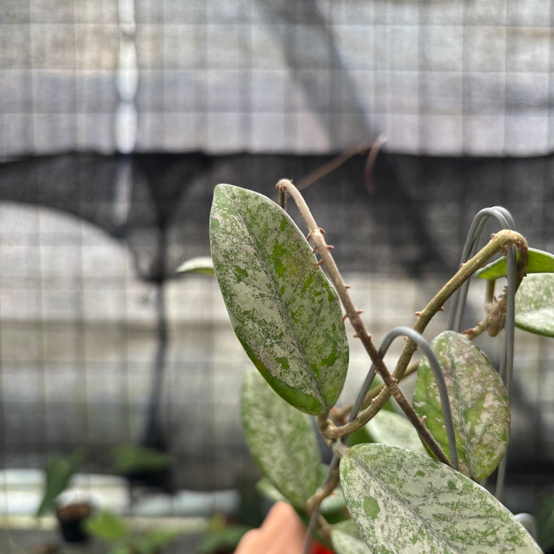 FS65-10	Hoya Carnosa Star Dust