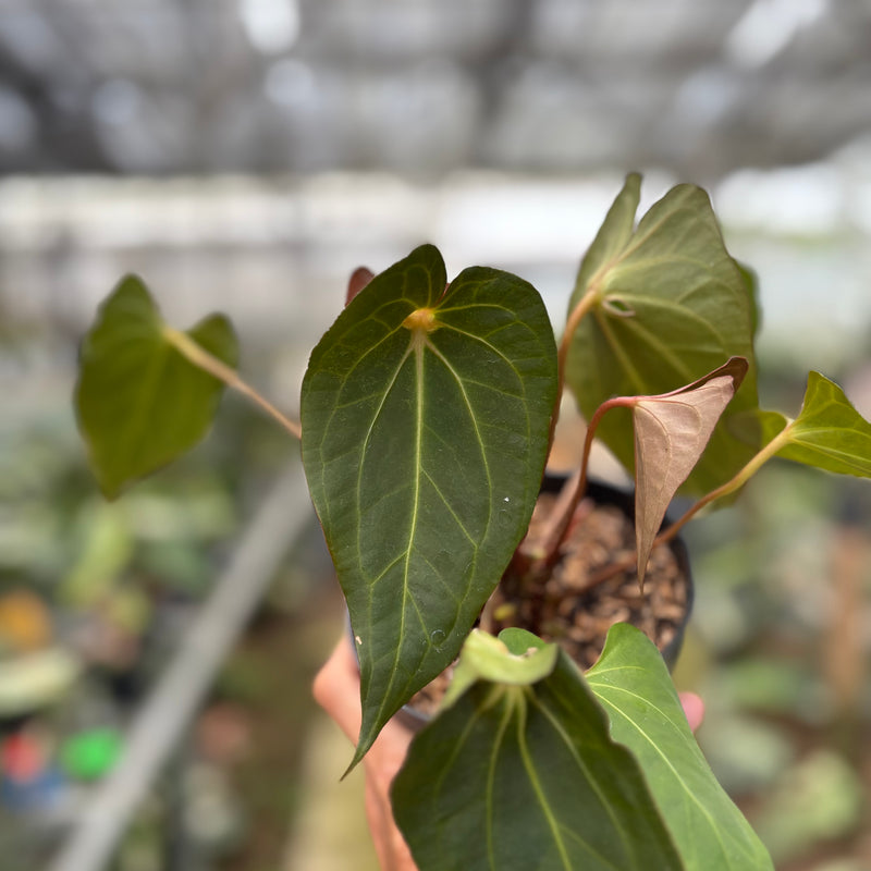 FS64-10	Anthurium Spider