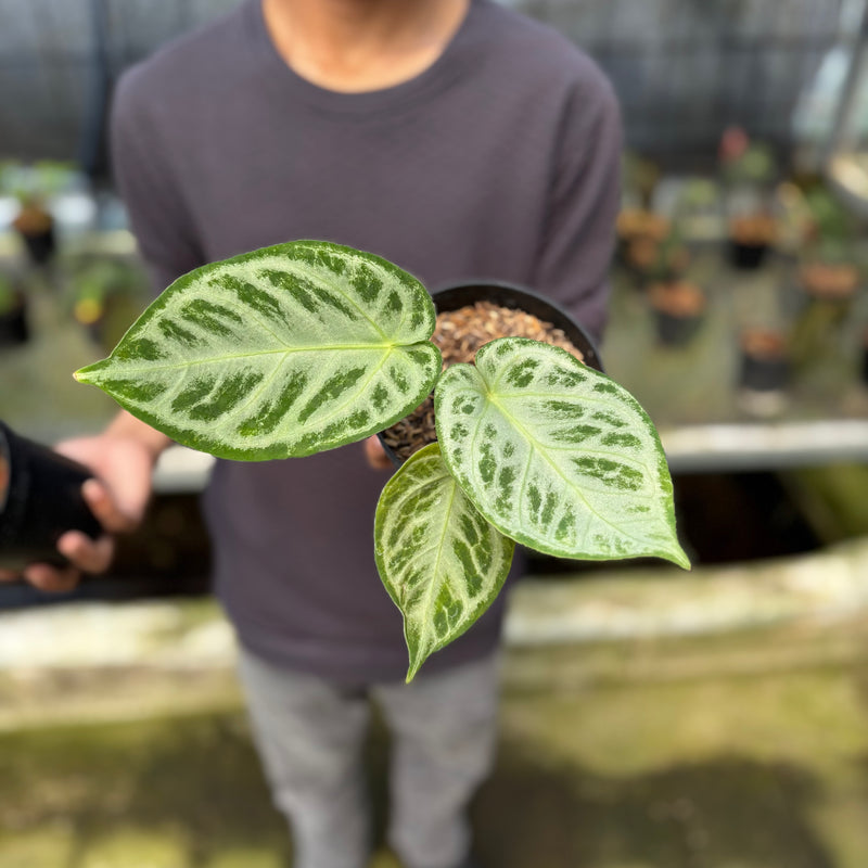 FS50-9 Anthurium Silver Chrome Full Silver (2 pcs)