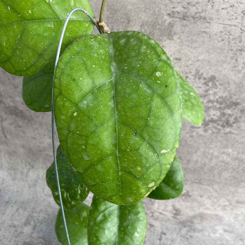 FS20-10 Hoya SP Bengkulu Roundleaf B