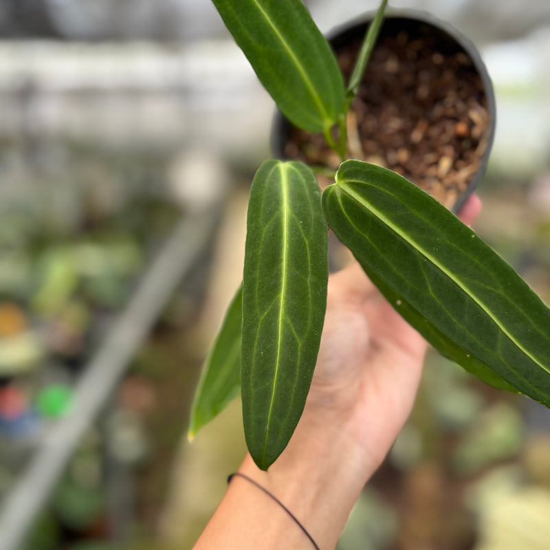 FS62-10	Anthurium Warocqueanum