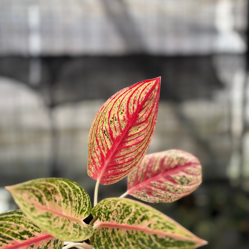 FS46-10	Aglaonema Red Legacy