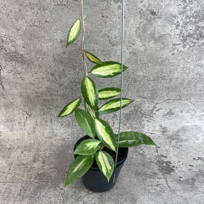 FS29-10 Hoya Verticillata Nganjuk (Inner Variegated)