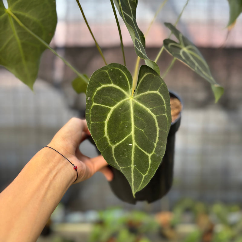 FS62-9 Anthurium Clarinervium Medium Size