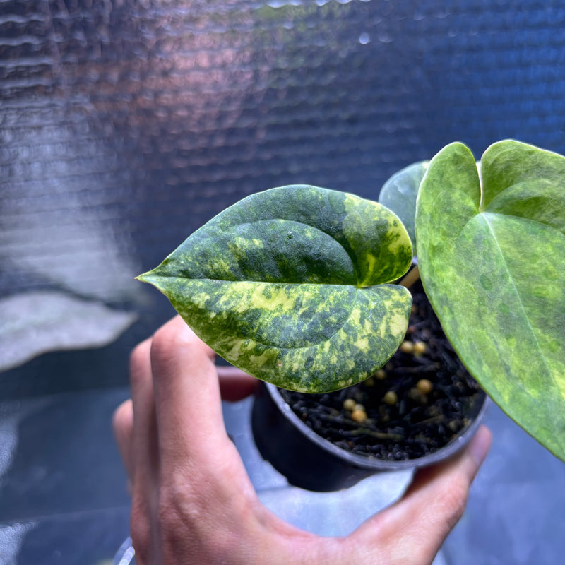 FS77-10 Anthurium KOS x AOS Variegated
