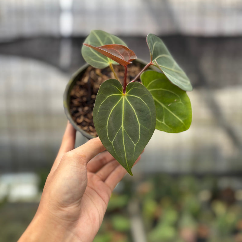 FS72-10 Anthurium King Of Spades