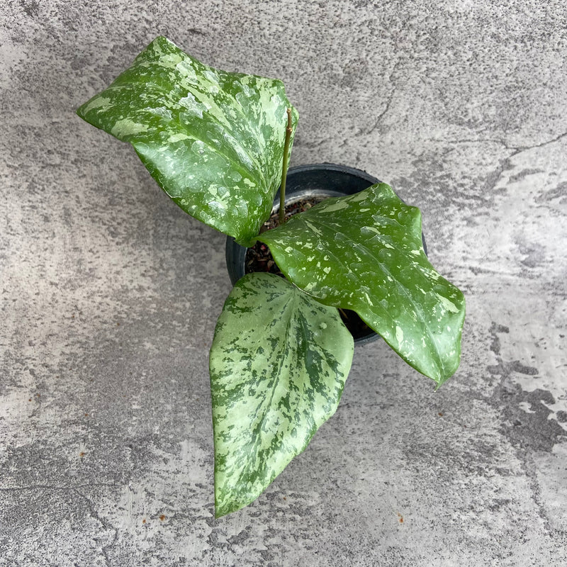 FS14-10 Hoya SF04 High Splash