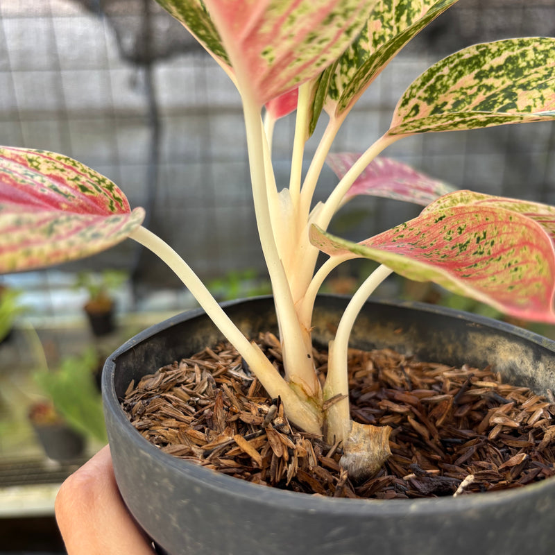FS69-9 Aglaonema Red Legacy