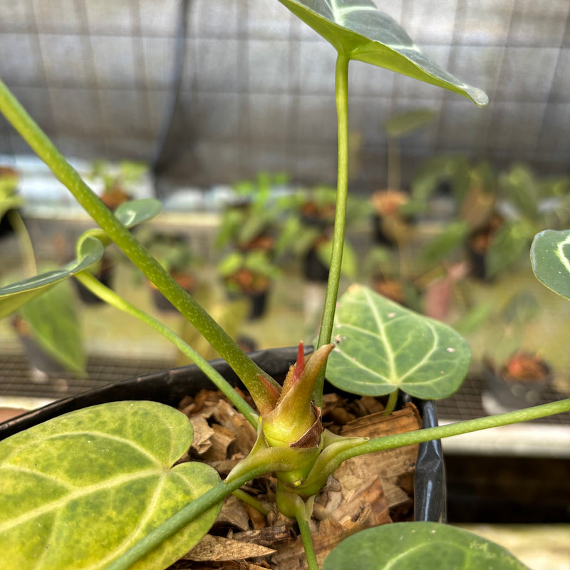 FS61-9 Anthurium Papilillaminum x Magnificum