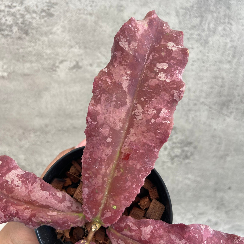 FS25-10 Hoya Undulata Red
