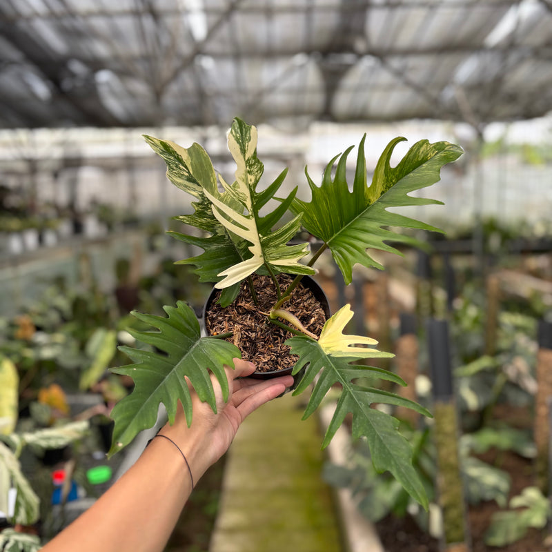 FS63-10	Philodendron Florida Beauty x Tortum Variegated