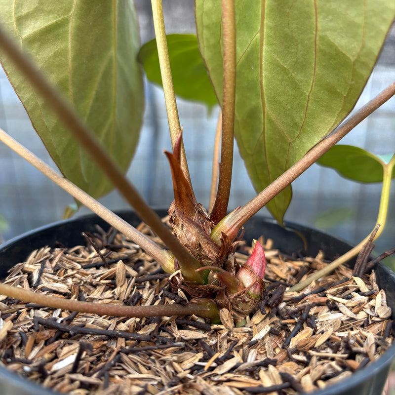 FS52-9 Anthurium Red Spider Selected