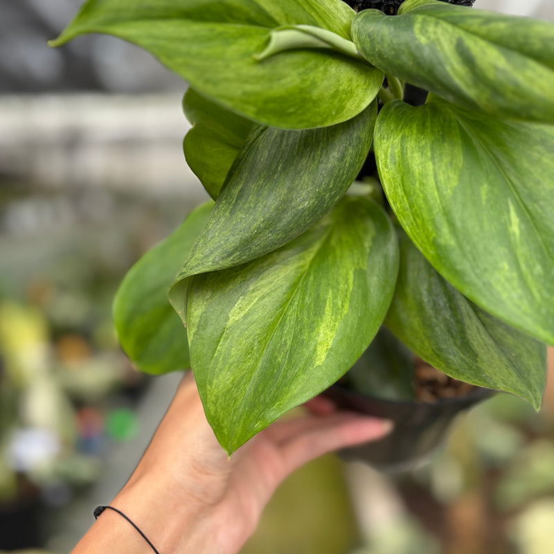FS53-10	Scindapsus Moonlight Aurea