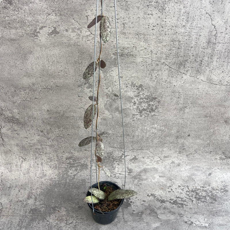 FS15-10 Hoya Sigillatis Silver