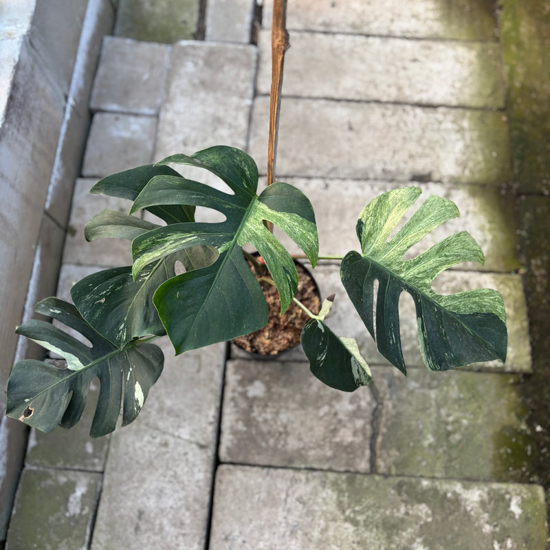 FS74-9 Monstera Jungle Mint
