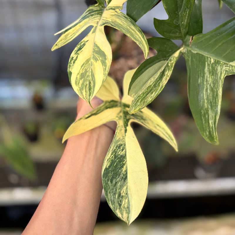 FS72-9 Philodendron Florida Beauty Mature Size