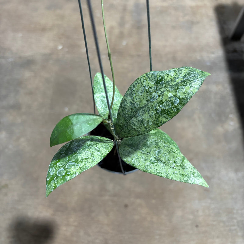 Hoya Finlaysonii Pangga
