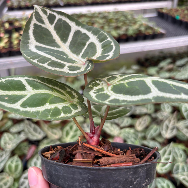 Anthurium Red Crystallinum (HU) 03 x Red Crystallinum (HU) 05
