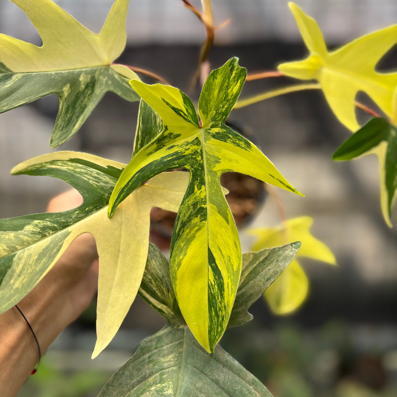 FS69-10	Philodendron Florida Beauty Mature Size