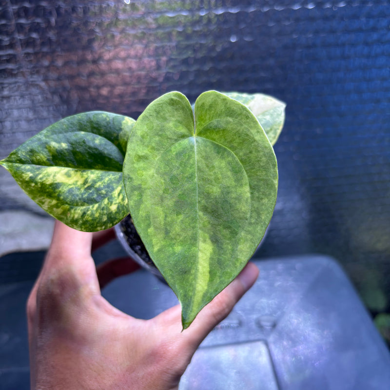 FS77-10 Anthurium KOS x AOS Variegated