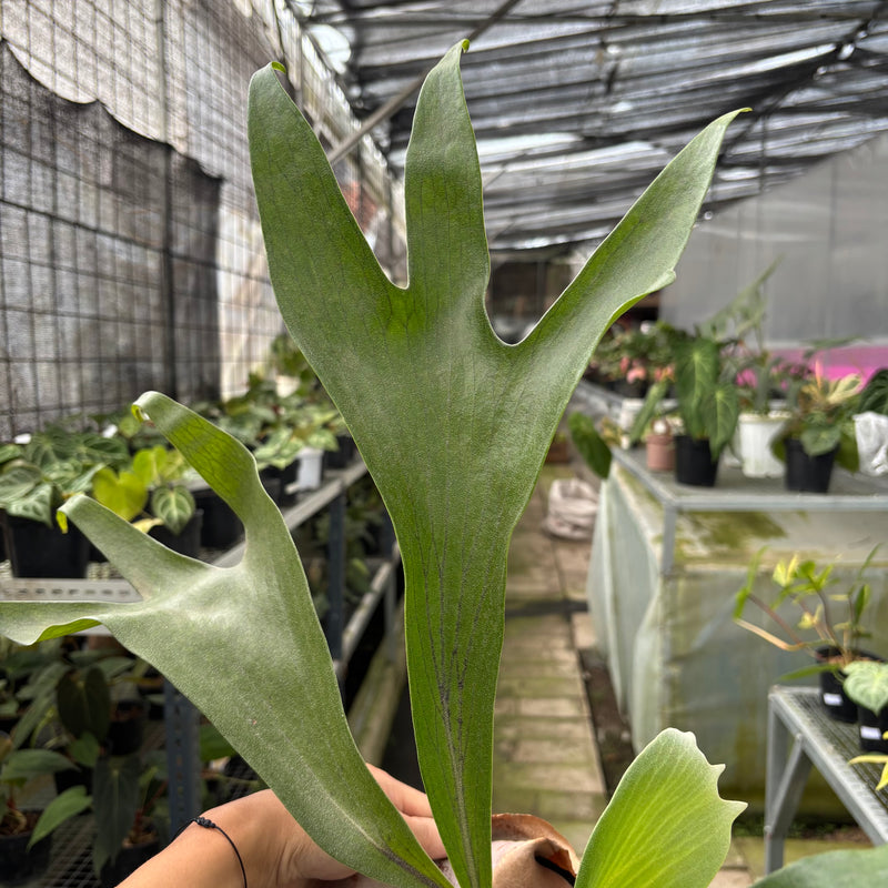 FS51-10	Platycerium Walichii