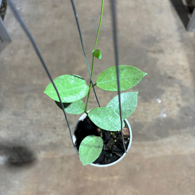 Hoya Moon Blush (AFF Vitellina x SP Sumbawa)