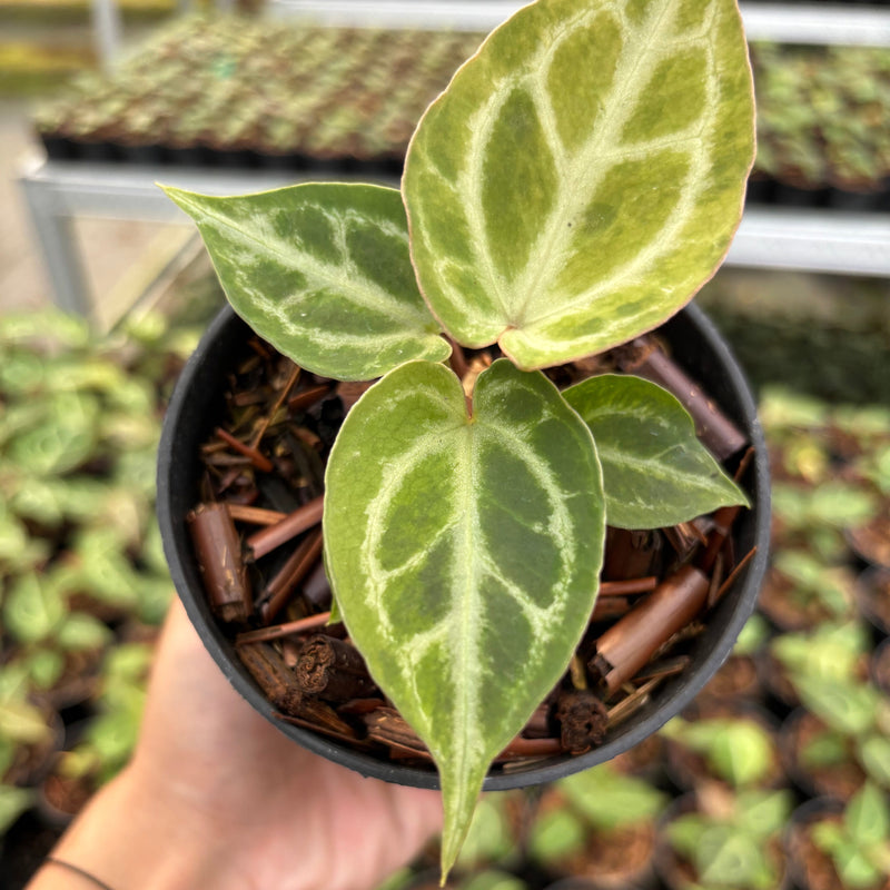 Anthurium Magnificum Verde x Red Tiger
