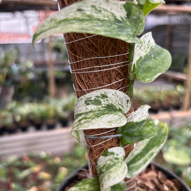 Rhaphidophora Korsthalsii Albo