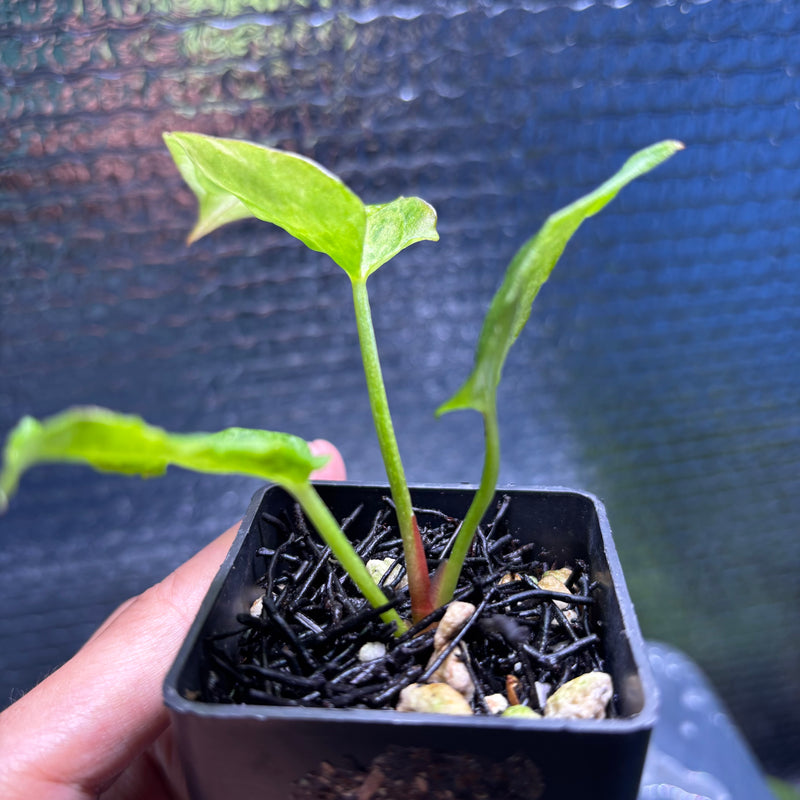 FS81-9 Anthurium Fortsherman x Darkphoenix Variegated