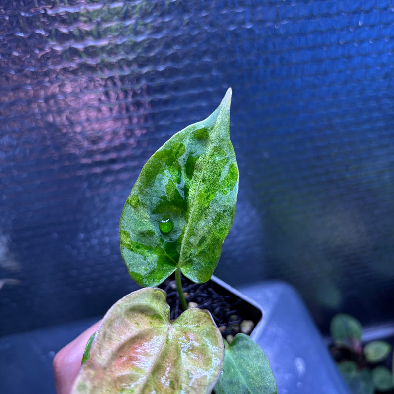 FS80-10 Anthurium Fortsherman x Darkphoenix Variegated