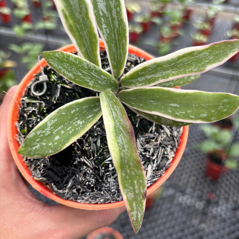 Hoya Sigillatis Albomarginata