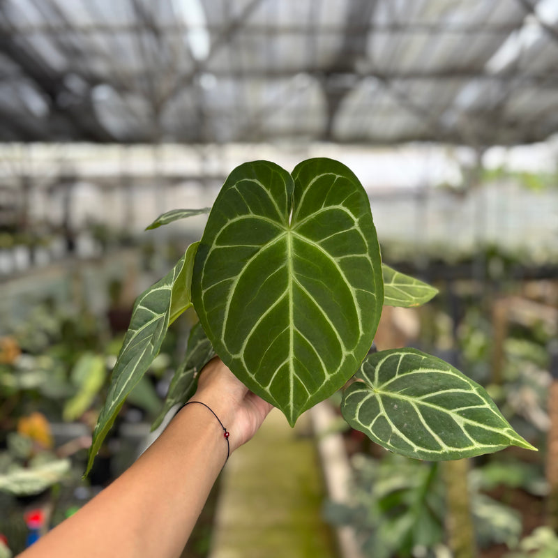 FS57-10	Anthurium Papilillaminum x Magnificum