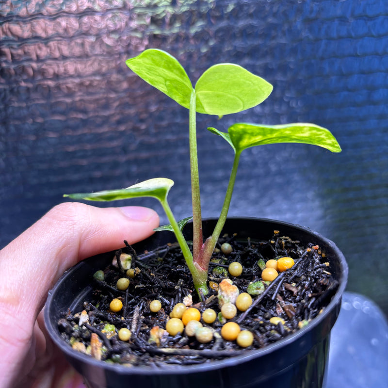 FS78-9 Anthurium KOS x AOS Variegated