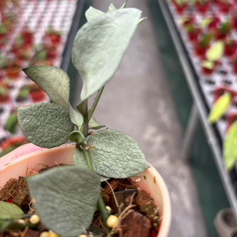 Hoya Lacunosa Orange Skin