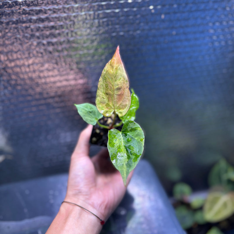 FS80-10 Anthurium Fortsherman x Darkphoenix Variegated