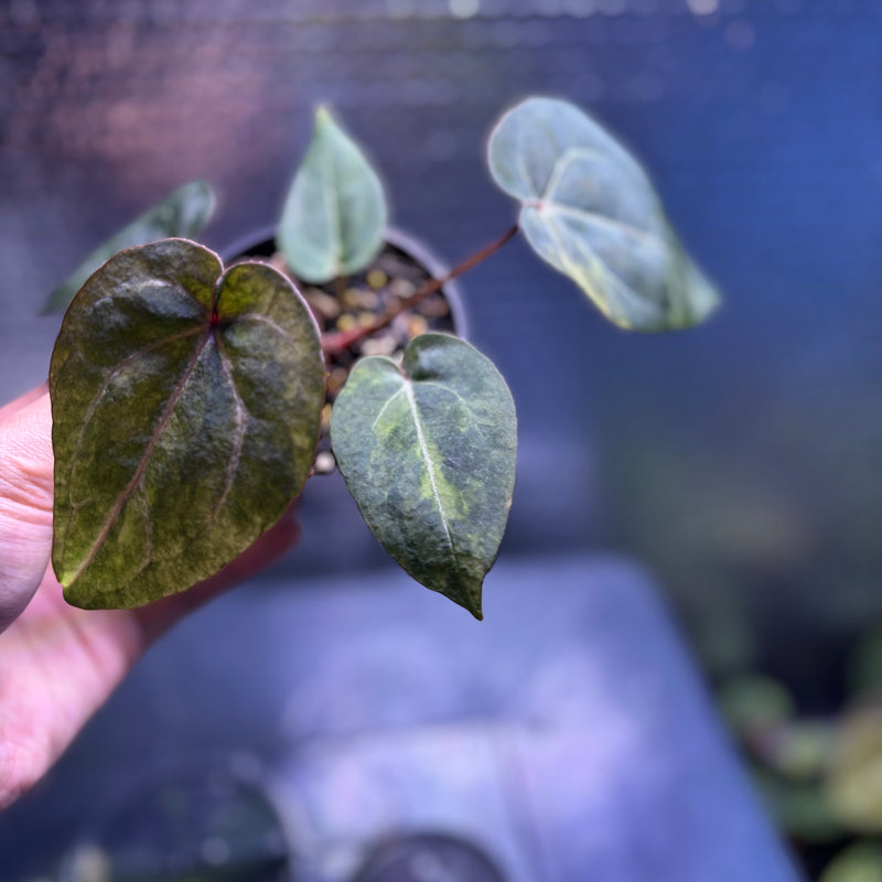 FS82-10 Anthurium Black Venom x Michelle Variegated