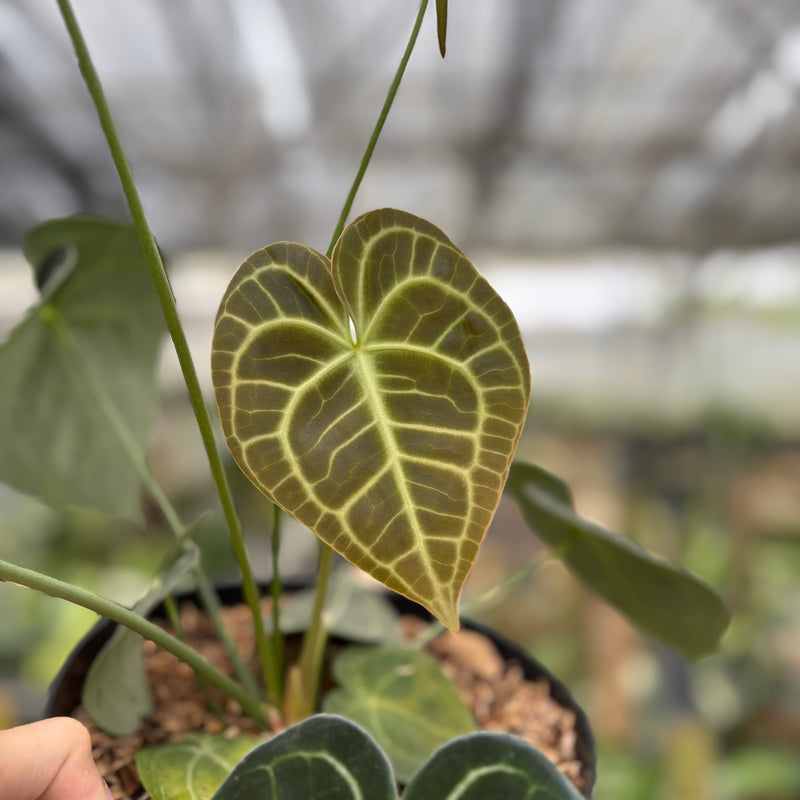 FS56-10	Anthurium Clarinervium Medium Size