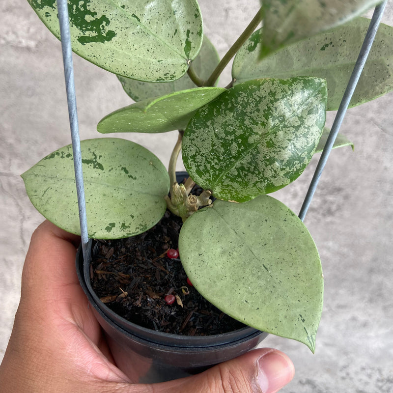FS13-10 Hoya Parasitica Silver Heart