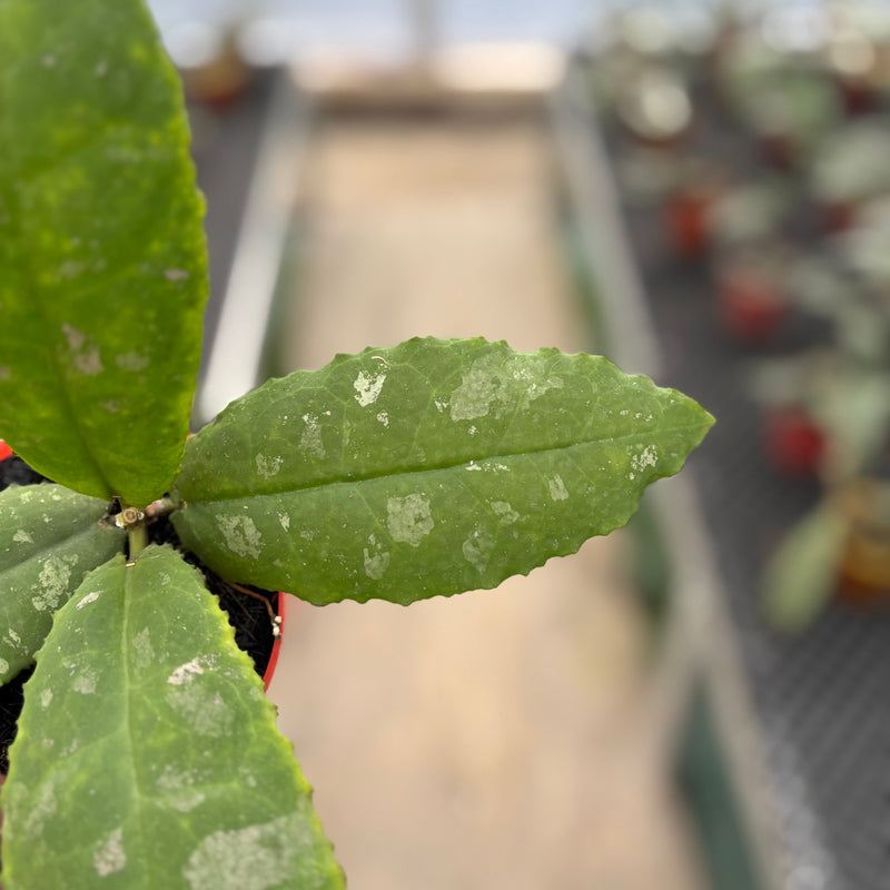 Hoya Undulata "Dikaya Priroda"